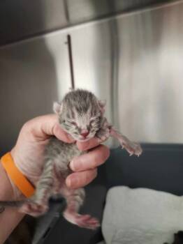 Rescue Domestic Short Hair Cats for Adoption in Republic, Missouri - Maize "Corn | PetCurious