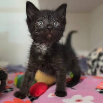 Rescue Domestic Short Hair Cats for Adoption in Phoenix, Arizona - Sacagawea | PetCurious