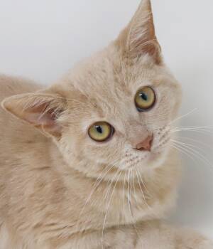 Saffron is the SNUGGLIEST - soft GORGEOUS and so darn sweet - AB -  Tabby Cat for Adoption in Bedford Hills, New York - Saffron Is The SNUGGLIEST - Soft GORGEOUS And So Darn Sweet - AB | PetCurious