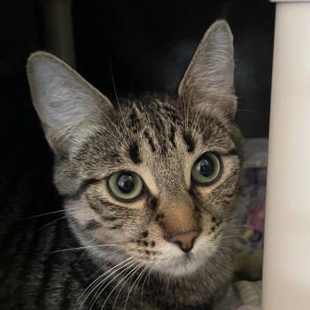 Domestic Short Hair Cats Available for Adoption - Salam | PetCurious