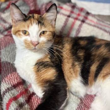 Selene -  Domestic Short Hair Cat for Adoption in South Elgin, Illinois - Selene | PetCurious