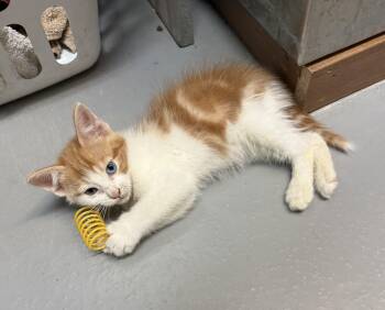 Duck -  American Shorthair Cat for Adoption in Big Rapids, Michigan - Duck | PetCurious