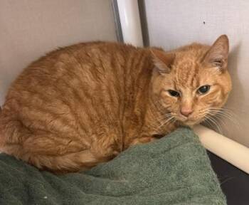 Harvey -  Domestic Short Hair Cat for Adoption in Bellevue, Washington - Harvey | PetCurious