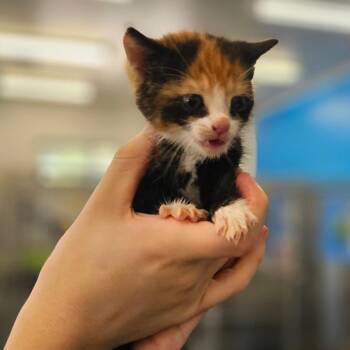 Domestic Short Hair Cats Available for Adoption in Montgomery, Alabama - Primrose | PetCurious
