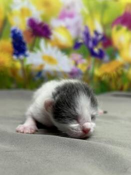 Domestic Short Hair Cats Available for Adoption in San Antonio, Texas - Go Go | PetCurious
