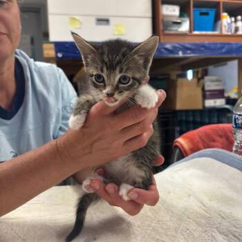 Pad Foot -  Domestic Short Hair Cat for Adoption in Hinesville, Georgia - Pad Foot | PetCurious