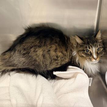 Domestic Long Hair Cats Available for Adoption - Lenore "Lennie" | PetCurious