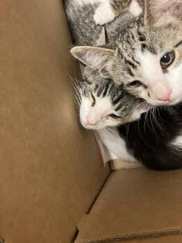 Domestic Short Hair Cats Available for Adoption in Long Beach, California - EMU | PetCurious