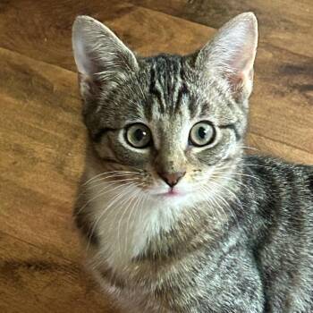 Domestic Short Hair Cats Available for Adoption in Redwood City, California - Navi (purple Collar) | PetCurious