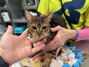 Domestic Short Hair Cats Available for Adoption - MONA | PetCurious