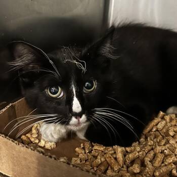 Cube -  Domestic Short Hair Cat for Adoption in Chattanooga, Tennessee - Cube | PetCurious