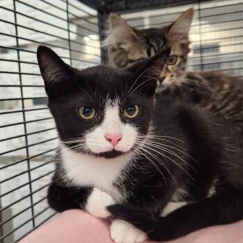 Melon -  Domestic Short Hair Cat for Adoption in Walker, Michigan - Melon | PetCurious