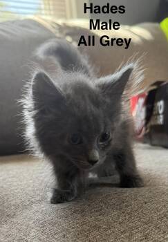 Hades -  Domestic Medium Hair Cat for Adoption in Springfield, Massachusetts - Hades | PetCurious