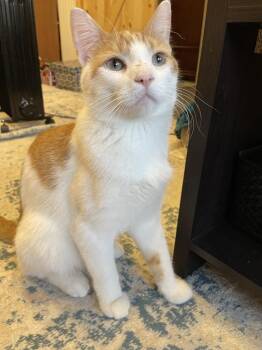 Domestic Short Hair Cats Available for Adoption in Minneapolis, Minnesota - Gus | PetCurious
