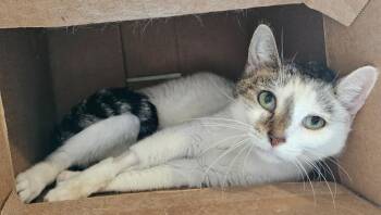 Fluttershy -  Domestic Short Hair Cat for Adoption in Fremont, Ohio - Fluttershy | PetCurious