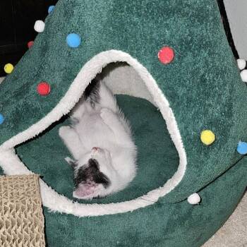 Amelia -  Domestic Medium Hair Cat for Adoption in Evensville, Tennessee - Amelia | PetCurious