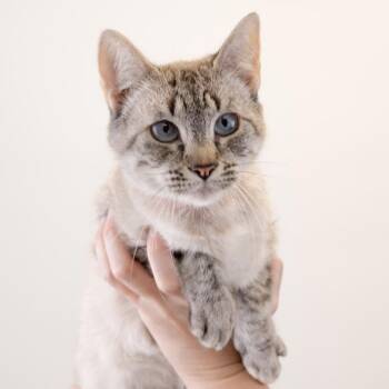 Valeria -  Domestic Short Hair Cat for Adoption in Buffalo, Minnesota - Valeria | PetCurious