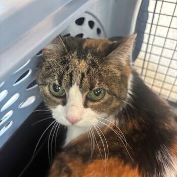 Domestic Long Hair Cats Available for Adoption in Indianapolis, Indiana - Duffy | PetCurious