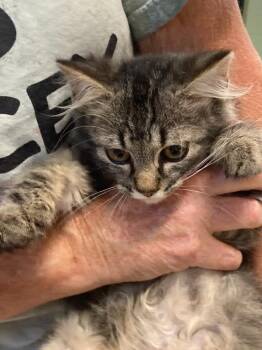 Raja -  Domestic Short Hair Cat for Adoption in Burnsville, North Carolina - Raja | PetCurious
