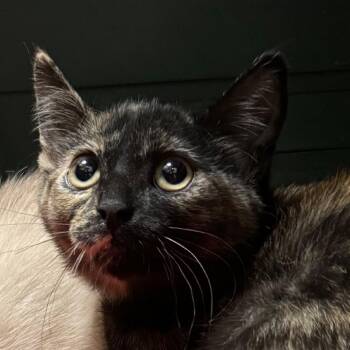 Flora -  Domestic Short Hair Cat for Adoption in Lakewood, Colorado - Flora | PetCurious