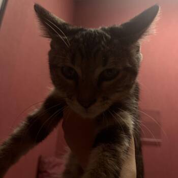 Chad -  Domestic Short Hair Cat for Adoption in Lenexa, Kansas - Chad | PetCurious