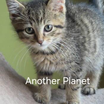 Another Planet -  Domestic Short Hair Cat for Adoption in Fredericksburg, Virginia - Another Planet | PetCurious