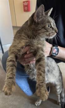 ELOISE -  Domestic Short Hair Cat for Adoption in San Antonio, Texas - ELOISE | PetCurious