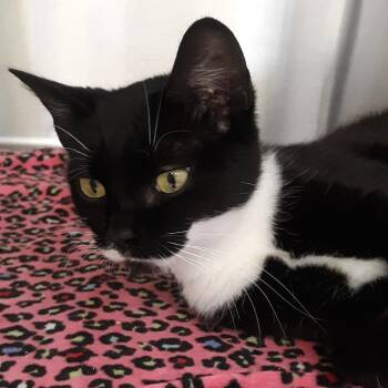 Domestic Short Hair Cats Available for Adoption in Spokane, Washington - Thaumaturge | PetCurious