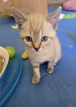 Siamese and Tabby Cats Available for Adoption in Los Angeles, California - MOLLY | PetCurious