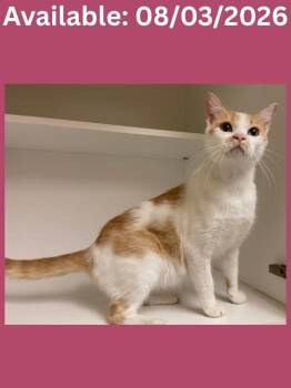 Cat Condo #19 -  Domestic Short Hair Cat for Adoption in Greenville, Texas - Cat Condo #19 | PetCurious