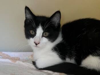 Rescue Domestic Short Hair Cats for Adoption in Menomonie, Wisconsin - Pumpernickel | PetCurious