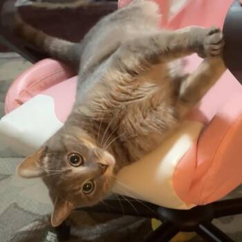 Nova -  American Shorthair Cat for Adoption in Highland Park, New Jersey - Nova | PetCurious