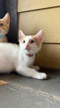 Stratus (Brown) -  Domestic Short Hair Cat for Adoption in Clarksville, Tennessee - Stratus (Brown) | PetCurious