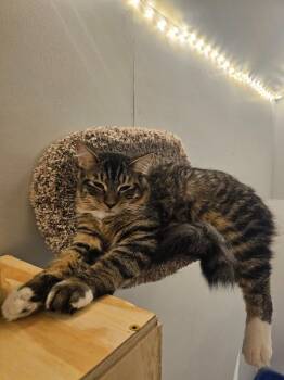 Domestic Short Hair Cats Available for Adoption in St. Cloud, Minnesota - Brownie Now Bailey | PetCurious
