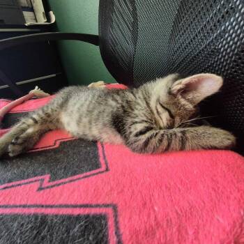 Mouse -  Domestic Short Hair Cat for Adoption in Denver, Colorado - Mouse | PetCurious