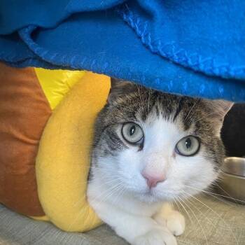 Domestic Short Hair Cats Available for Adoption in Duluth, Minnesota - Dorinda (dorito) | PetCurious