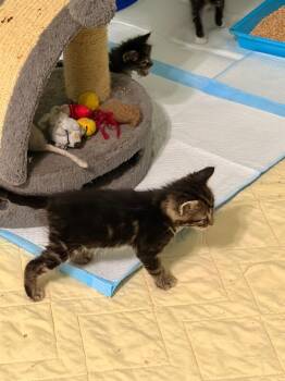 *Getaway -  Domestic Short Hair Cat for Adoption in Newnan, Georgia - *Getaway | PetCurious