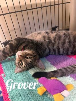 Rescue Domestic Short Hair Cats for Adoption in Manistee, Michigan - Grover | PetCurious