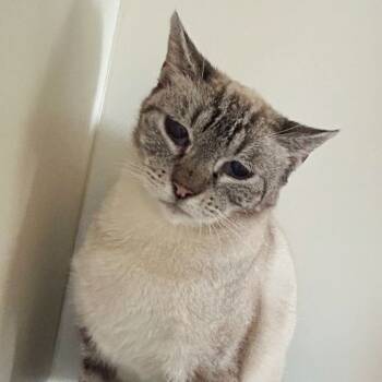 Rescue Domestic Short Hair Cats for Adoption in Concord, New Hampshire - Zinnia | PetCurious