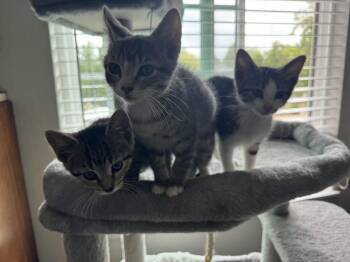 Conroy -  Domestic Short Hair Cat for Adoption in Lafayette, Colorado - Conroy | PetCurious