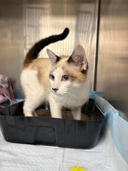 Mochi -  Siamese and Snowshoe Cat for Adoption in La Porte, Indiana - Mochi | PetCurious