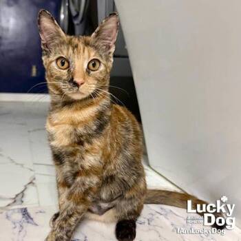 Domestic Short Hair Cats Available for Adoption - Ivy | PetCurious