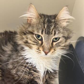 Domestic Medium Hair Cats Available for Adoption - Bobert | PetCurious