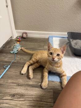 Aelin -  Domestic Short Hair and Tabby Cat for Adoption in Glendale, Arizona - Aelin | PetCurious