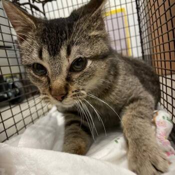 Domestic Short Hair Cats Available for Adoption in Des Moines, Iowa - Branson | PetCurious