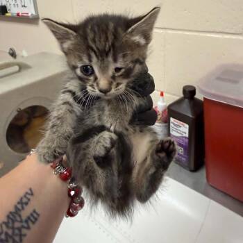 Oikos -  Domestic Short Hair Cat for Adoption in Reno, Nevada - Oikos | PetCurious