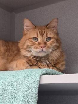 Domestic Short Hair Cats Available for Adoption in Omaha, Nebraska - EMBERLY | PetCurious