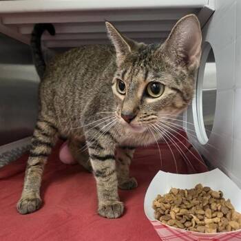 PEPPER -  Domestic Short Hair Cat for Adoption in St. Louis, Missouri - PEPPER | PetCurious