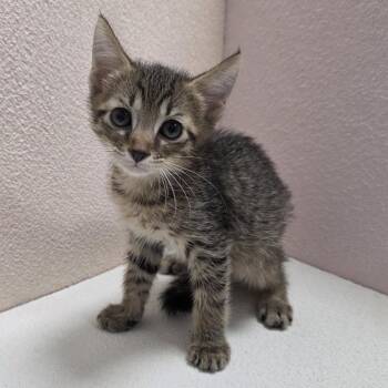 Harvest -  Domestic Short Hair Cat for Adoption in Jupiter, Florida - Harvest | PetCurious