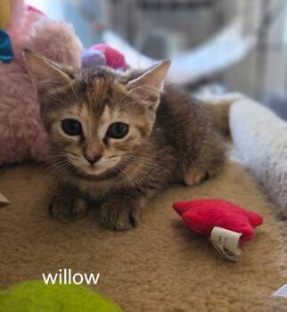 Domestic Short Hair Cats Available for Adoption in Oviedo, Florida - Willow | PetCurious